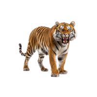 feroz Tigre medio rugido png