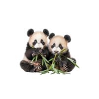 aanbiddelijk panda bears aan het eten bamboe png