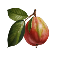 en bild av vattenfärg guava png