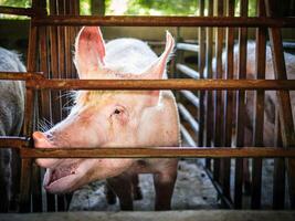 Portrait of cute breeder pig with dirty snout, Close-up of Pig's snout.Big pig on a farm in a pigsty, young big domestic pig at animal farm indoors photo