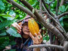 Close-up hands of a cocoa farmer use pruning shears to cut the cocoa pods or fruit ripe yellow cacao from the cacao tree. Harvest the agricultural cocoa business produces. photo