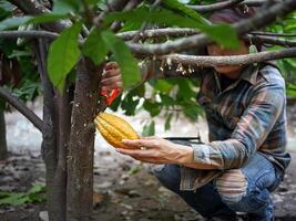 Cocoa farmer use pruning shears to cut the cocoa pods or fruit ripe yellow cacao from the cacao tree. Harvest the agricultural cocoa business produces. photo