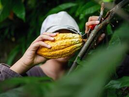 Close-up hands of a cocoa farmer use pruning shears to cut the cocoa pods or fruit ripe yellow cacao from the cacao tree. Harvest the agricultural cocoa business produces. photo