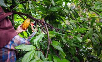 Cocoa farmer use pruning shears to cut the cocoa pods or fruit ripe yellow cacao from the cacao tree. Harvest the agricultural cocoa business produces. photo