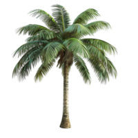 ein Palme Baum auf ein transparent Hintergrund png