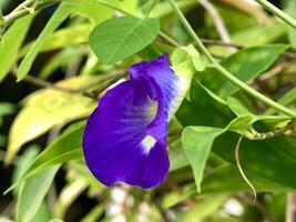 Ternate butterfly pea plant or clitoria ternatea has purple flowers on a background of green leaves photo