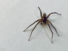 a spider on a white background photo