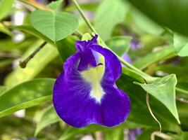 Ternate butterfly pea plant or clitoria ternatea has purple flowers on a background of green leaves photo