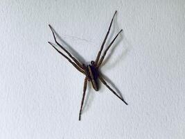 a spider on a white background photo