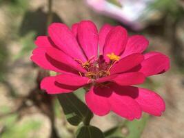 pink flowers with yellow centers in the middle of the field photo
