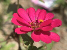 rosado flores con amarillo centros en el medio de el campo foto