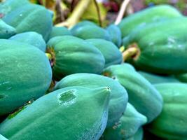 papaya fruit on the tree photo