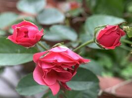 three red roses blooming in the pot photo