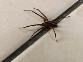 a spider on the floor photo