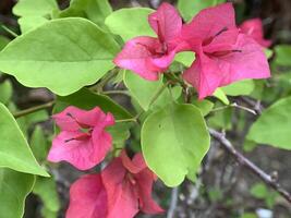 Red bougainvillea paper flowers growing in a pot photo