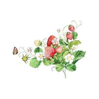 Watercolor strawberry bush with flowers and butterfly, summer il vector