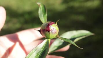 pioen bloem knop. groen bladeren. natuur in de lente. video