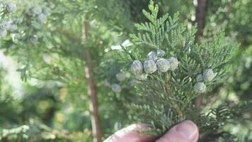 Green branches, cypress cones. Background for design. Nature in spring. video
