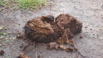 Dried buffalo dung or manure photo