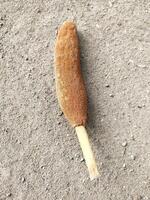 young breadfruit that falls on the ground photo