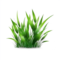 un verde planta césped aislado en transparente antecedentes png