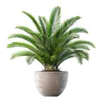 a green plant grass isolated on transparent background png