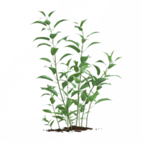 une vert plante herbe isolé sur transparent Contexte png