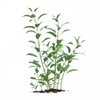 a green plant grass isolated on transparent background png