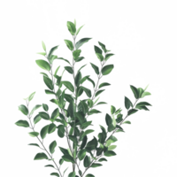un' verde pianta erba isolato su trasparente sfondo png