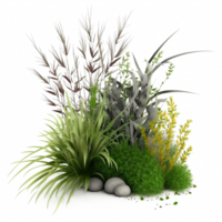 ein Grün Pflanze Gras isoliert auf transparent Hintergrund png