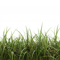 een groen fabriek gras geïsoleerd Aan transparant achtergrond png