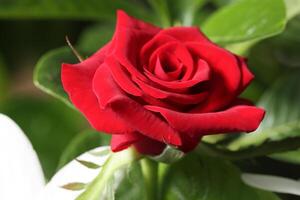 A beautiful blooming red rose on the tree photo