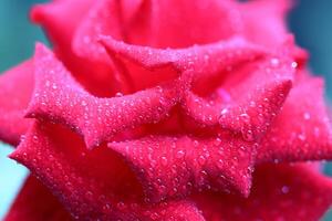 Drops of water on the red rose petals. Spraying water on a beautiful red rose isolated over nature background photo