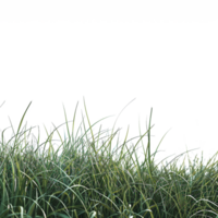 a green plant grass isolated on transparent background png