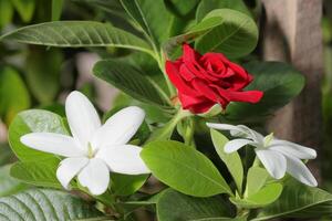 A beautiful blooming red rose on the tree photo
