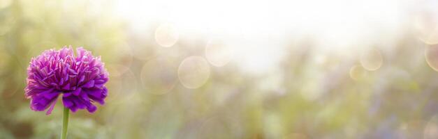 Close up of magenta flower with green stem on blurred background with sun glare. Banner. Copy space. photo