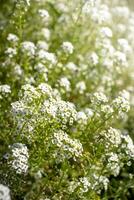 blanco flores floreciente en medio de verde césped como suelo cubrir. selectivo enfocar. borroso fondo. foto