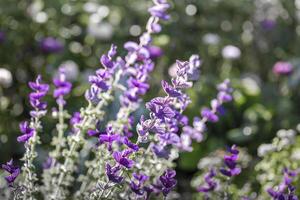 Unusual purple tall flowers petals along stem on blurred greenery background with sun glare. photo