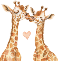 Two Giraffe Calves kiss each other with a heart png