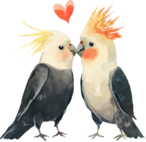 Two Cockatiels kiss each other with a heart png