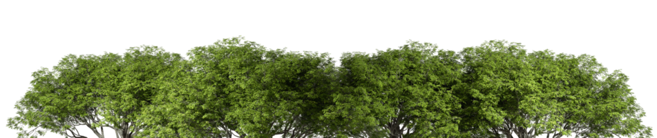 panorama regnskog djungel landskaps fodrad Skära ut bakgrunder 3d tolkning png