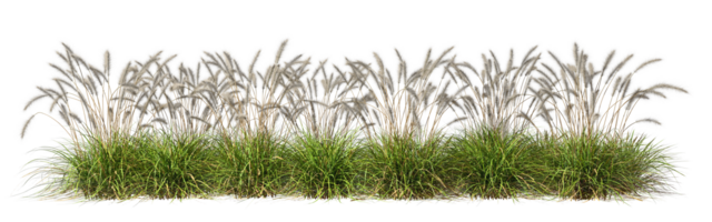 savann gräs rad äng flora strömma Skära ut bakgrunder 3d illustration fil png