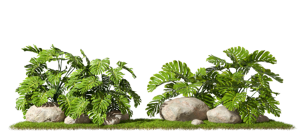 tropiques monstera jungle les plantes composition conception sur herbe 3d le rendu png