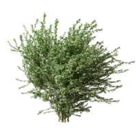 Cut out shrubs tree shape on transparent backgrounds 3d rendering png