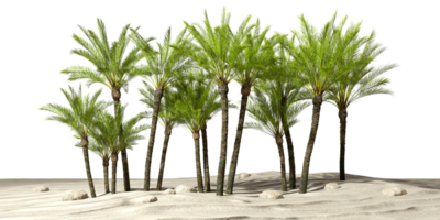Palm trees forest on sand desert ground cutout backgrounds 3d rendering png