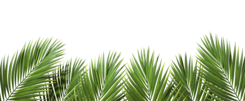 Palm trees branch foliage summertime foreground cut out backgrounds 3d realistic renderin png