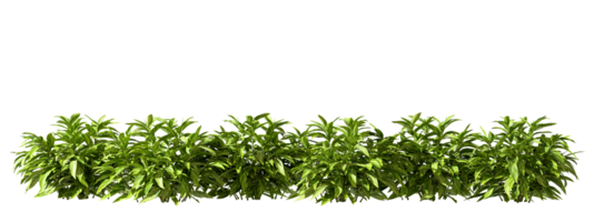 Greenery tropics shrubs row cutout 3d render file png