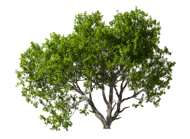 singolo alberi gratuito forme astratto ritagliare su trasparente sfondi 3d interpretazione png