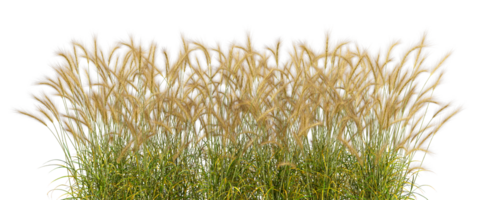 Long meadow grass fields row 3d rendering cutout backgrounds png