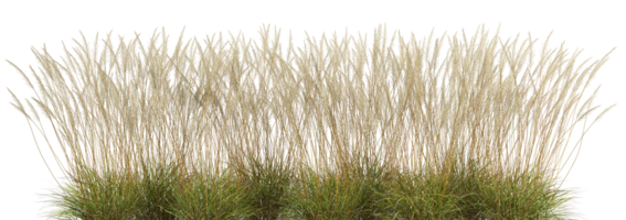 High tropics grass meadow flora growth row cutout backgrounds 3d render file png